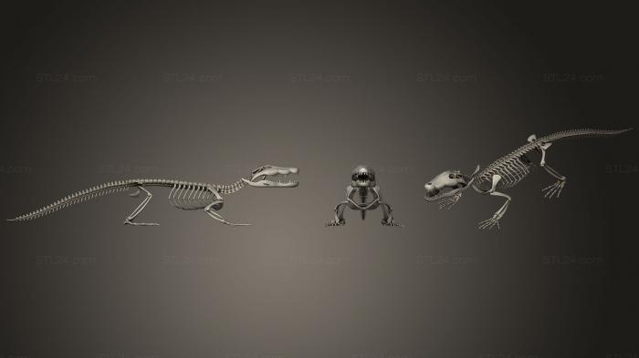 Анатомия скелеты и черепа (Скелет крокодила, ANTM_0370) 3D модель для ЧПУ станка
